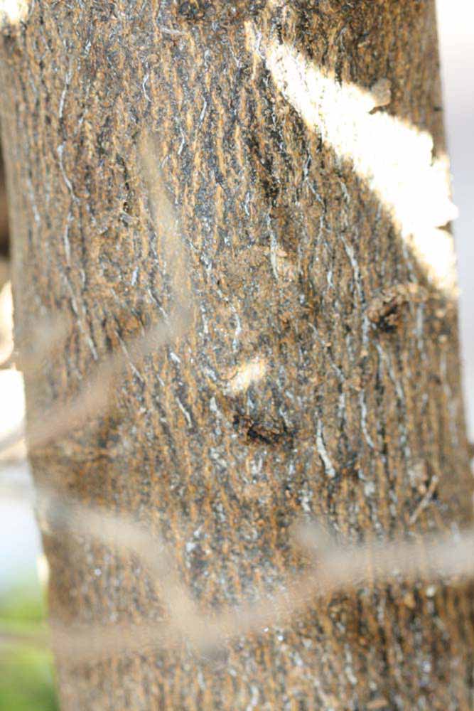              Bark (Riverside, CA)       